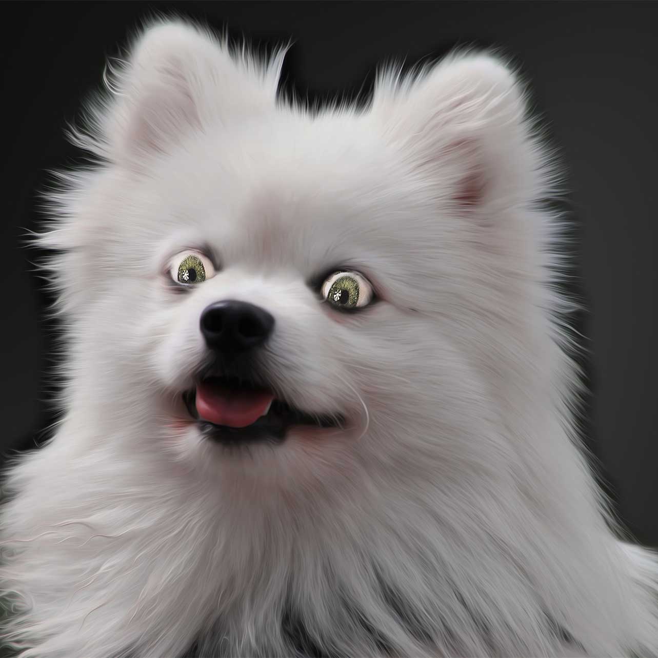 home dog